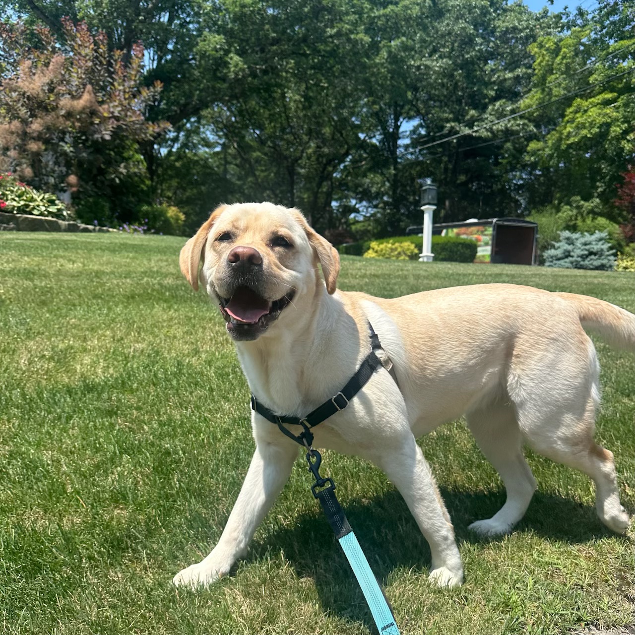 Dog Walking