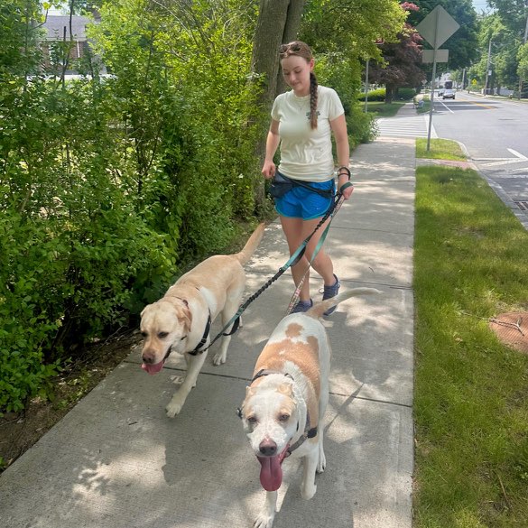 Heather walking dogs